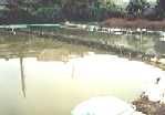 Daphnia Field (1)