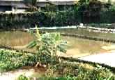 Daphnia Field (2)