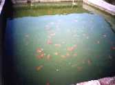 Lionhead in a pond