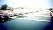 Fish ponds for farming gold fish 