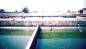 Fish pond for farming gold fish 