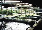 Ponds for growing plants