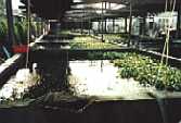 Ponds for growing plants
