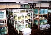 Fish Tanks